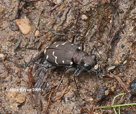 copyright Allen Bryan 2009; Appalachian Tiger Beetle